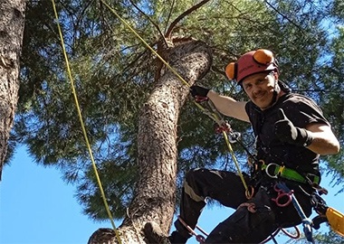 Poda de árboles